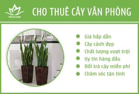 Dịch vụ cho thuê cây văn phòng - Chi Nhánh Long An - Công Ty TNHH Dịch Vụ VINAXANH